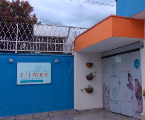 um buldogue deitado em um tapete